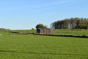 绿色树木房屋草地图片